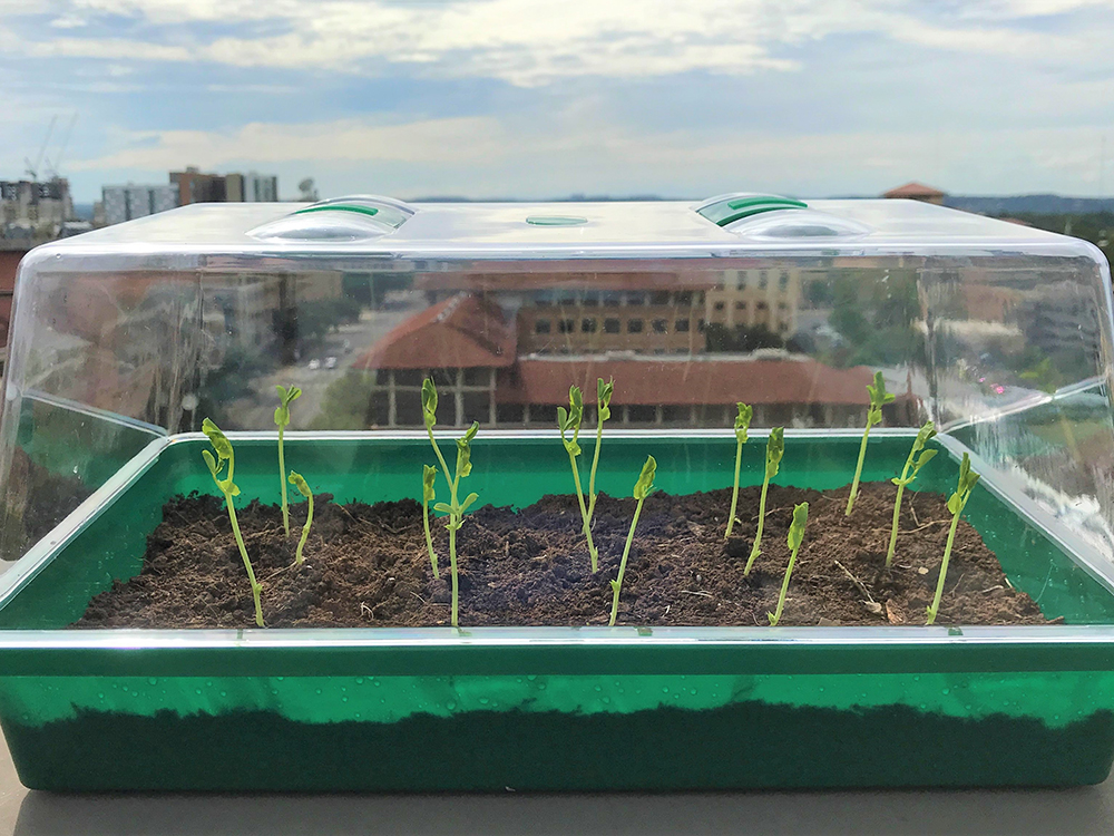 self watering soil